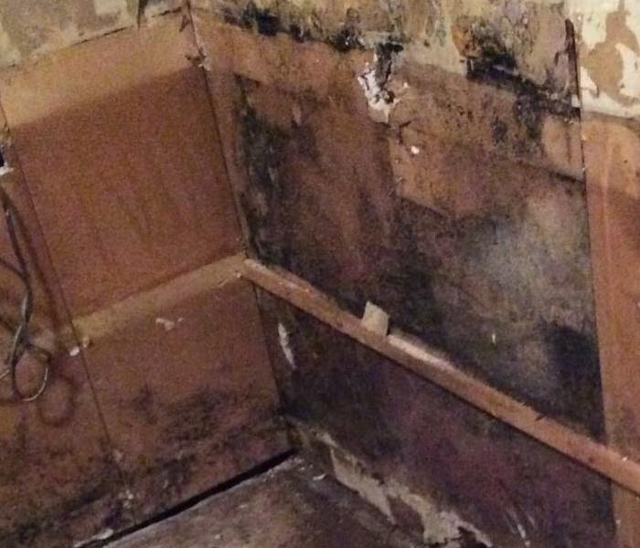 Mold growing on walls after cabinet has been removed