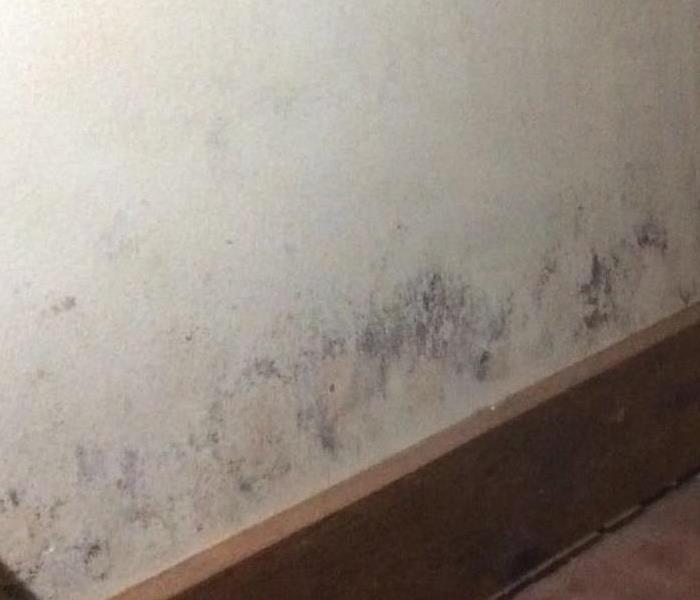 Mold on the walls near the baseboard